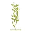 Elegant green climbing plant, perfect for refreshing a modern minimalist interior.