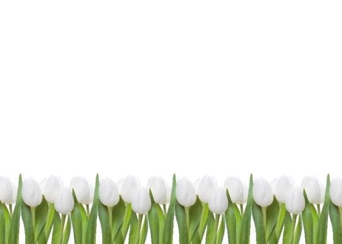 Dry-erase board 01X 068 with white tulips design. White tulips in a row on a white background.