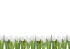 Dry-erase board 01X 068 with white tulips design. White tulips in a row on a white background.