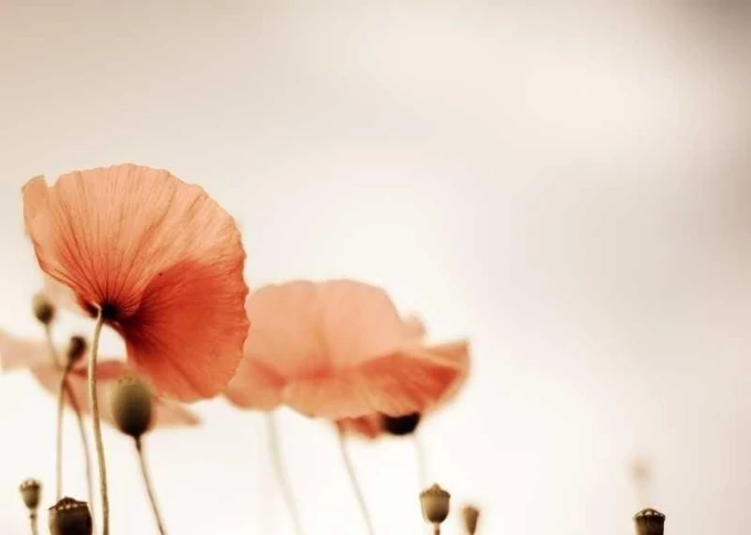Dry-erase board 01X 069 poppies - Graphic design with pink poppy flowers on a light background.