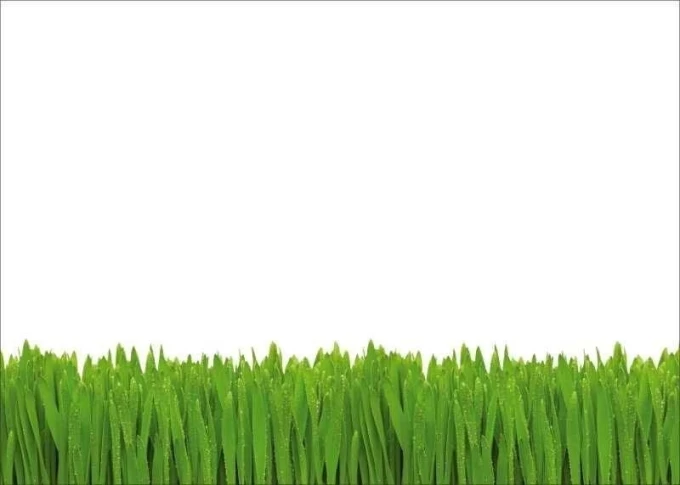Dry-erase board 01X 070 wet grass - Graphic design. Green grass with water droplets on a white background.
