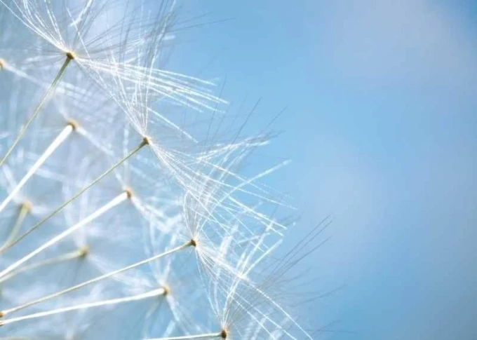 Dry-erase board 01X with dandelion design. Features soft white dandelion puffs on a light background.