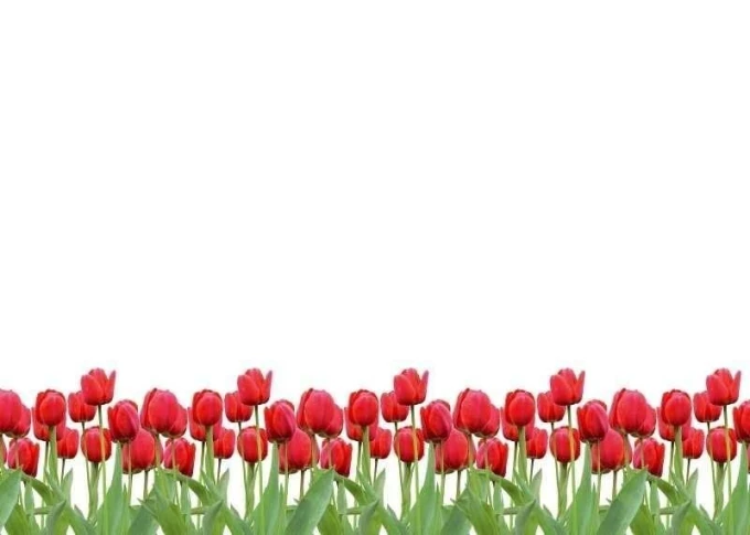 Dry-erase board 01X 073 with red tulips design. A row of red tulips on green stems against a white background.