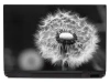 Dandelion laptop sticker 0041 - Graphic design in black and white with clear details of the dandelion.