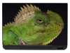 Iguana 0047 laptop sticker - Graphic design featuring a green iguana with distinct scales and sharp spines on its back.