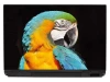 Laptop sticker parrot 0055 - Graphic design featuring a colorful parrot with a distinct eye.
