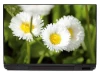 Laptop sticker daisies 0069 - Graphic design. Three white daisies with yellow centers on a green background.