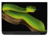 Laptop sticker snake 0048 - Graphic design. Green snake on a branch with its tongue out.