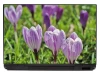 Spring laptop sticker 0070 - Graphic design featuring purple crocus flowers on a green background.