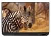 Zebra laptop sticker 0043 - Graphic design featuring zebras with bold black and white stripes.