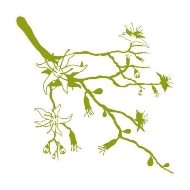 Painting template branch 1288 - Graphic design. Branch shape with flowers and buds in various arrangements.