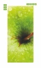 Apple door wallpaper 135 - Graphic design. Green apple with water droplets on the surface.