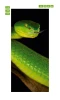 Snake door mural 144 - Graphic design featuring a green snake with distinct scales.