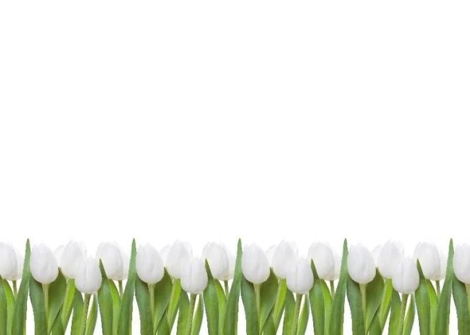Magnetic whiteboard with a tulip design featuring white tulips and green leaves in a row on a white background.