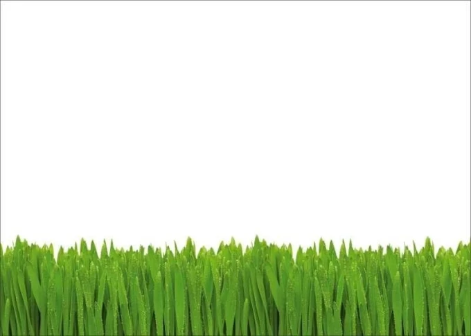Magnetic whiteboard grass 01X 070 - Graphic design with green grass blades on a white background.
