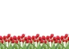 Magnetic whiteboard with red tulips on green stems against a white background. Design: Tulips 01X 073.