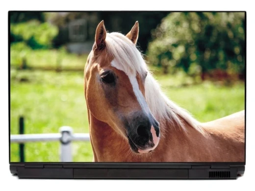 Laptop sticker Horse P147 - Graphic design featuring a horse with a white mane against a green grass background.