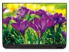 Laptop sticker crocus P131 - Graphic design featuring vibrant purple crocus flowers on a green background.
