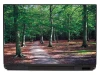 Beech forest laptop sticker P140 - Graphic design featuring a woodland path surrounded by trees and fallen leaves.
