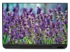 Lavender laptop sticker P150 - Graphic design featuring lavender flowers in shades of purple against green stems.
