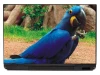 Blue parrot laptop sticker P116 - Graphic design. Vibrant blue parrot with yellow accents.