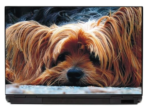 Laptop sticker dog P135 - Graphic design featuring a long-haired dog lying on the floor.