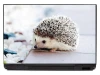 Hedgehog laptop sticker P215 - Graphic design with a hedgehog on a light background, featuring distinct spines and small paws.