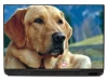 Laptop sticker dog P188 - Graphic design featuring a brown-furred dog with an intense gaze.