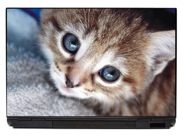 Laptop sticker small kitten P264 - Graphic design. Kitten with big eyes and a small head on a light background.
