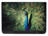 Laptop sticker peacock P321 - Graphic design. Peacock with spread tail in vibrant colors on a background.