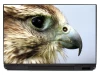 Laptop sticker bird P294 - Graphic design featuring a detailed image of a bird with a clear eye and beak.