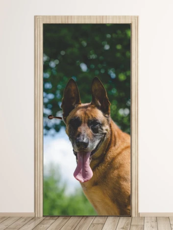 Door mural featuring a smiling Malinois dog with a green background.