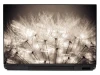 Dandelion laptop sticker P408 - Graphic design featuring a dense cluster of dandelions on a light background.