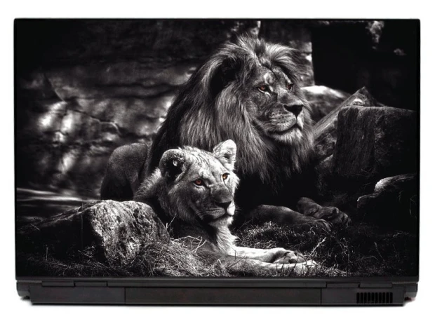 Lion couple laptop sticker P361 - Graphic design featuring two lions in a natural setting, one larger and one smaller.