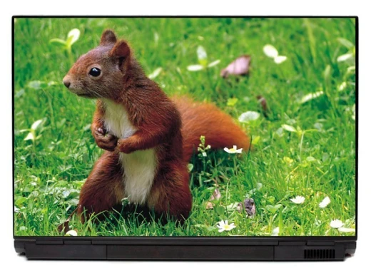 Squirrel laptop sticker P412 - Graphic design featuring a squirrel in grass surrounded by small flowers.