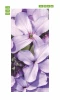 Graphic door wallpaper P32 - Purple flowers with green leaves on a dark background.