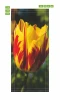 Red and yellow tulip door mural P24 - Graphic design featuring a vibrant tulip with intense red and yellow petals.