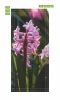 Hyacinth door wallpaper P44 - Graphic design featuring pink hyacinth flowers against a backdrop of green leaves.