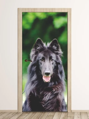 Door wallpaper featuring a Groenendael dog P28 - Styled in a bright room with green-toned walls.