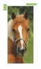 Horse Door Mural P4 - Graphic design featuring a brown horse head with a white patch on its forehead.