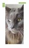 Cat Door Mural P17 - Graphic design featuring a close-up of a cat\'s face with prominent eyes and whiskers.