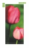 Tulip door wallpaper P8 - Graphic design featuring two pink tulips with water droplets on the petals.