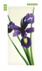 Iris door mural P63 - Graphic design featuring a purple iris with green leaves on a light background.
