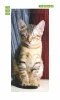Relaxed cat door mural P57 - Graphic design. Cat sitting with closed eyes and striped fur.
