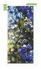 Door wallpaper P85 - Graphic design featuring blue flowers against a backdrop of green leaves.
