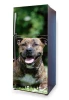 Fridge wrap sticker American Staffordshire Terrier P3 - Graphic design featuring a dog in position.