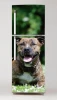 Fridge wrap sticker American Staffordshire Terrier P3 - Graphic design featuring a lying dog.