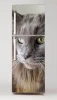 Fridge sticker cat P17 - Graphic design featuring a large gray and white cat head with striking eyes.