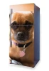 Fridge sticker P19 featuring a graphic of a brown-furred dog with large eyes.