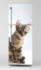 Fridge wrap sticker cat P53 - Graphic design. Cat sitting on a white background with detailed fur and large eyes.